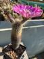 Preview: Echinocereus canyonensis toroweapensis